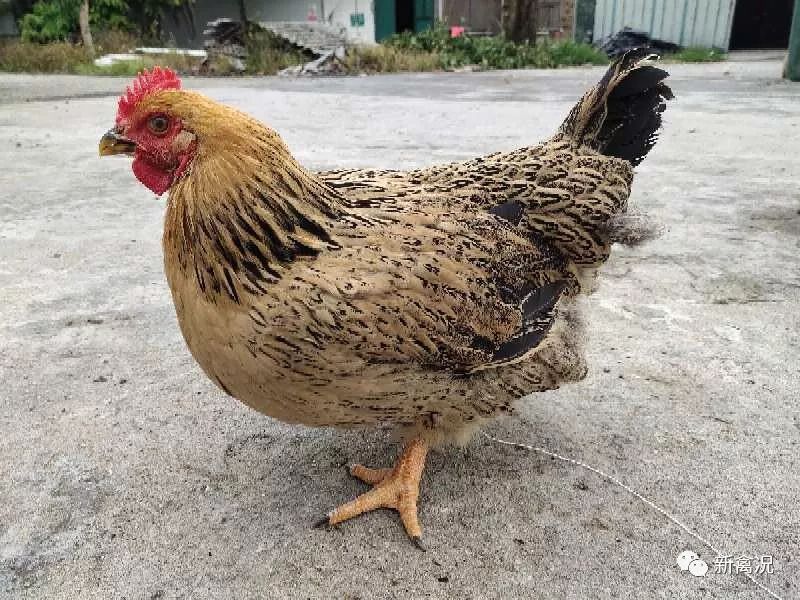 图:潮兴麻黄鸡杂交退化,保种之路漫漫而坚定与多数地方鸡种的境遇类似