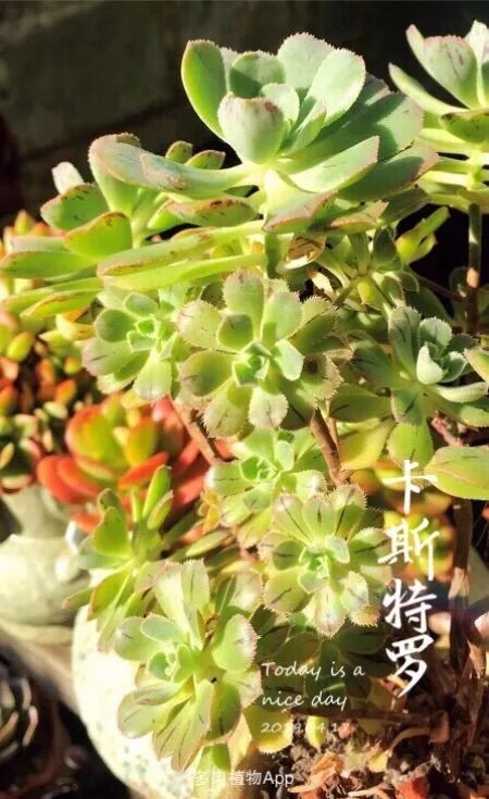 法师品种大全合集这份魅力你们能挡么