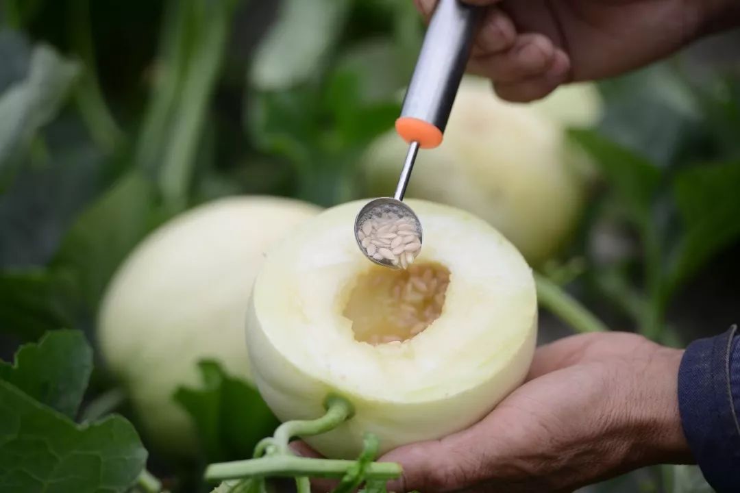 產地食材一瓜一藤蜜甜多汁綿柔爽口的閻良甜瓜