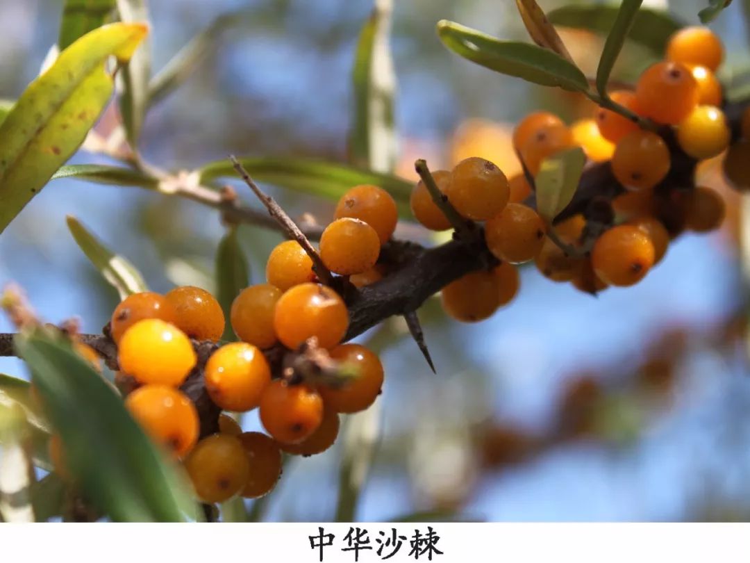 产地食材来自荒漠地区的最美味的天然维生素野生沙棘果