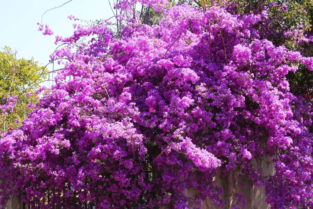 刷爆朋友圈!西昌这条路也太美了吧!