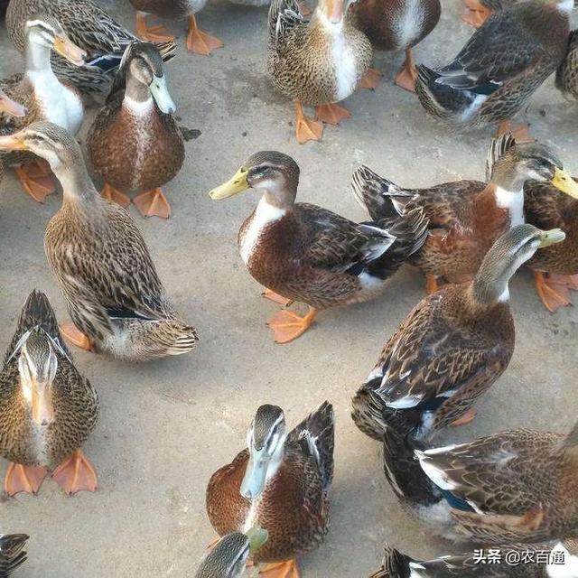 麻鴨雛鴨飼養管理要點