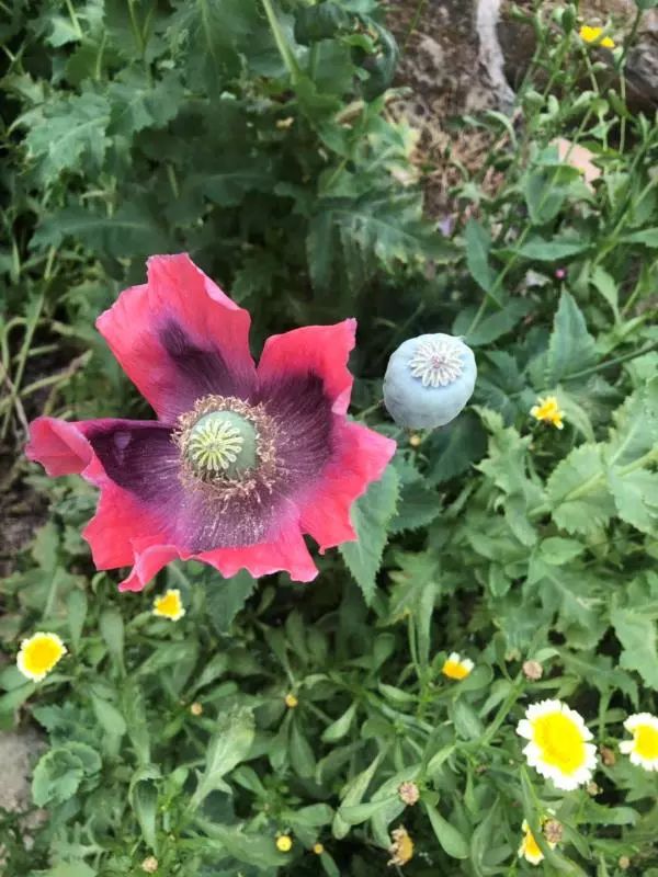 通过民警普法宣传,何某认识到了自己种植罂粟的违法行为.