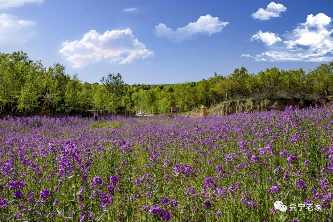 相约会宁五七农场,鼠尾花开遍地香,林下啤酒烧烤节,六一齐欢乐_休闲