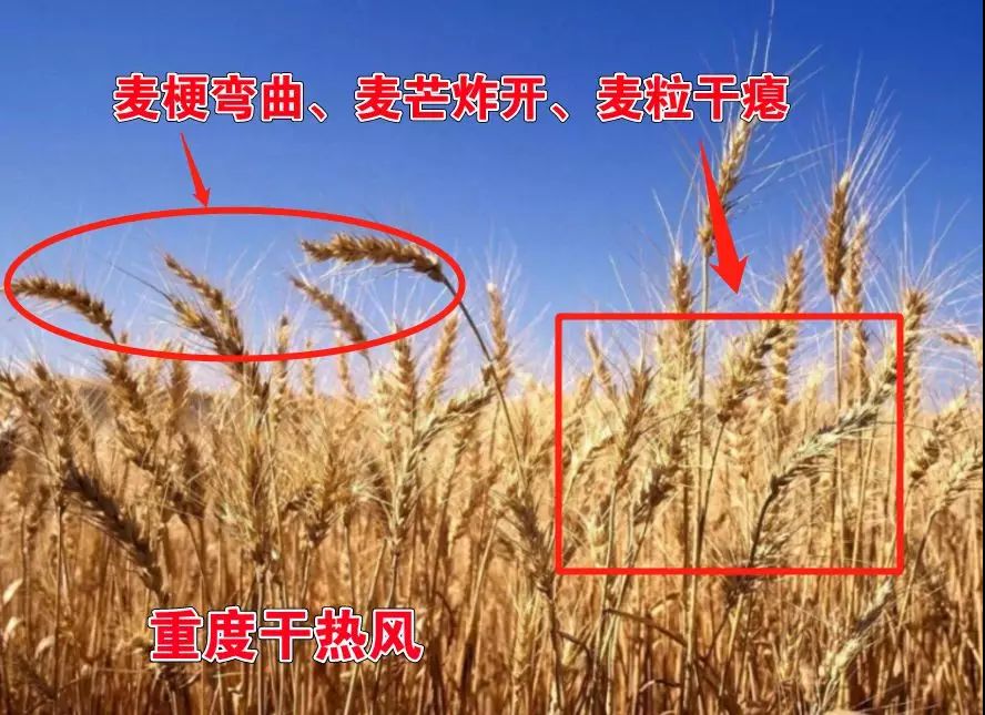 一旦发生干热风,小麦轻度受害时,会表现出炸芒(小麦的麦芒向四周炸开)