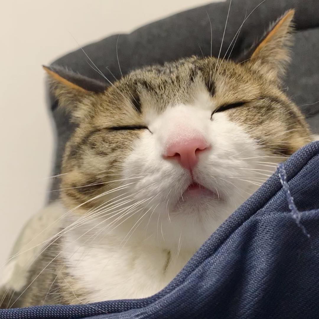 日本网红喵星人教科书般演示,什么叫真正卖萌绝技