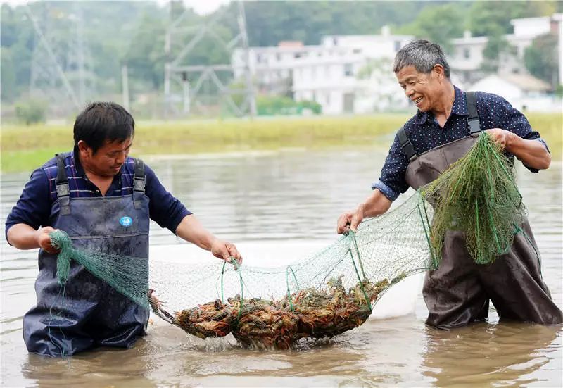 村民在虾稻共作产业基地打捞小龙虾