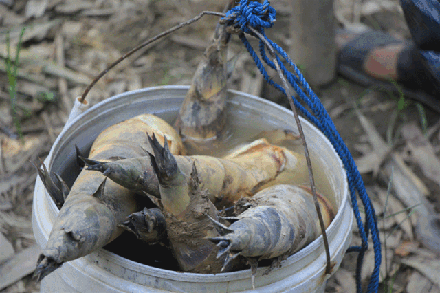 佛山的传统美味张槎沙口笋