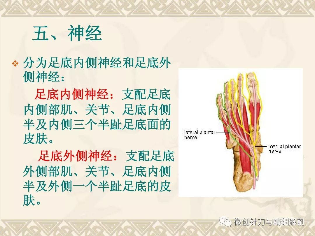 踝足部精细解剖