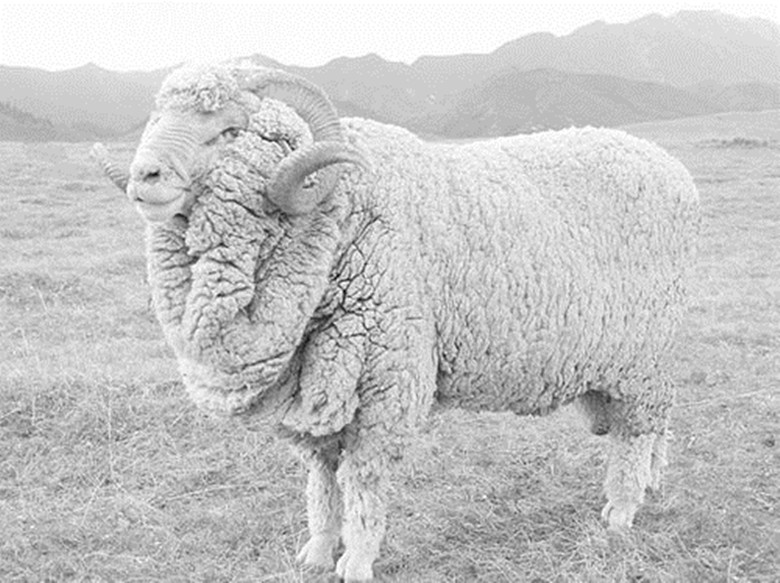 甘肃羊品种图片