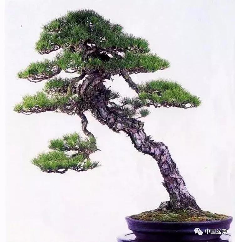 漫谈松柏和杂木的"贵"与"贱"_盆景