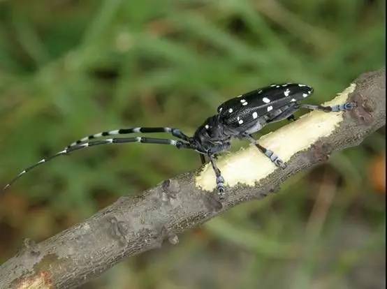 原创警惕柑橘天牛开始活跃了一定要采用多种方法综合防治才有效