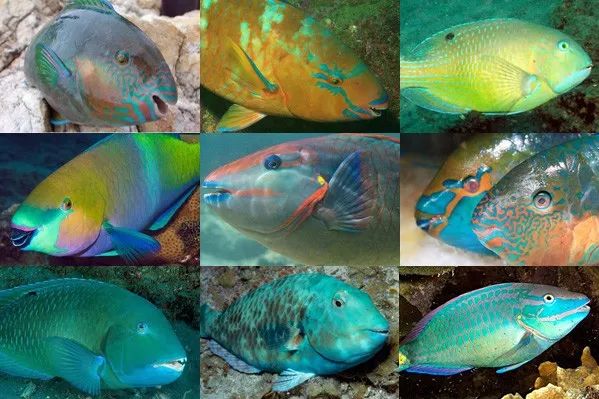 奇食很好吃系列四美貌与智慧双双爆表的鱼王