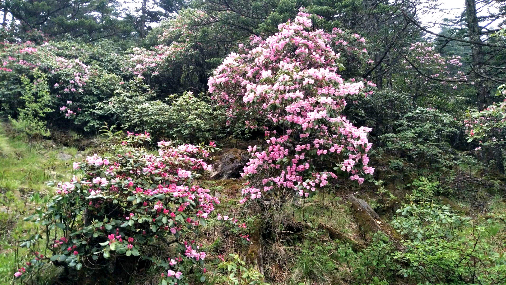 螺髻山杜鹃花海图片