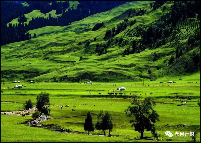 位于尼勒克县的唐布拉草原是伊犁颇负盛名的五大草原之一.