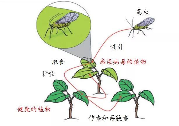 病毒都会利用各种媒介生物进行传播,如昆虫(叶蝉,粉虱,蚜虫等)或螨类
