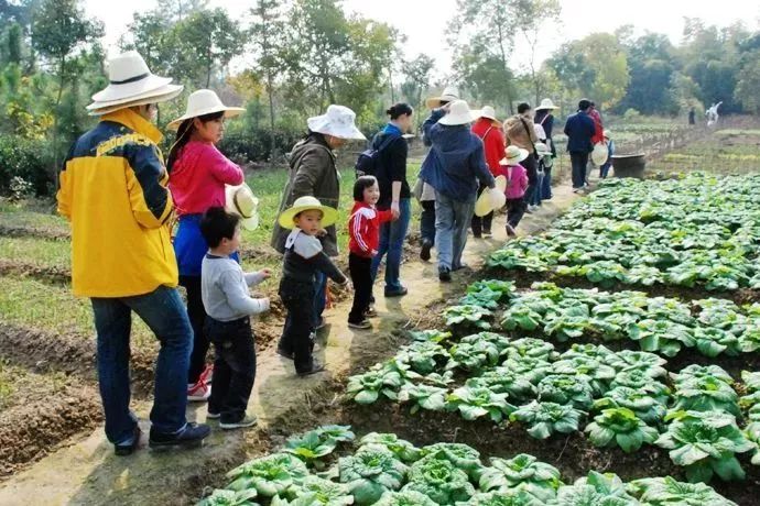 建德这里将开心农场搬进现实,快来认领一块属于你的土地!