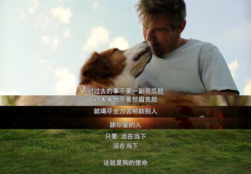 刘宪华一条狗的使命2成绩出众治愈系电影总能得人心