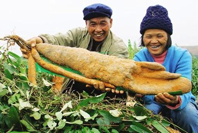 这种长在地下的蔬菜很多人都吃过但是很多人容易把它们搞混