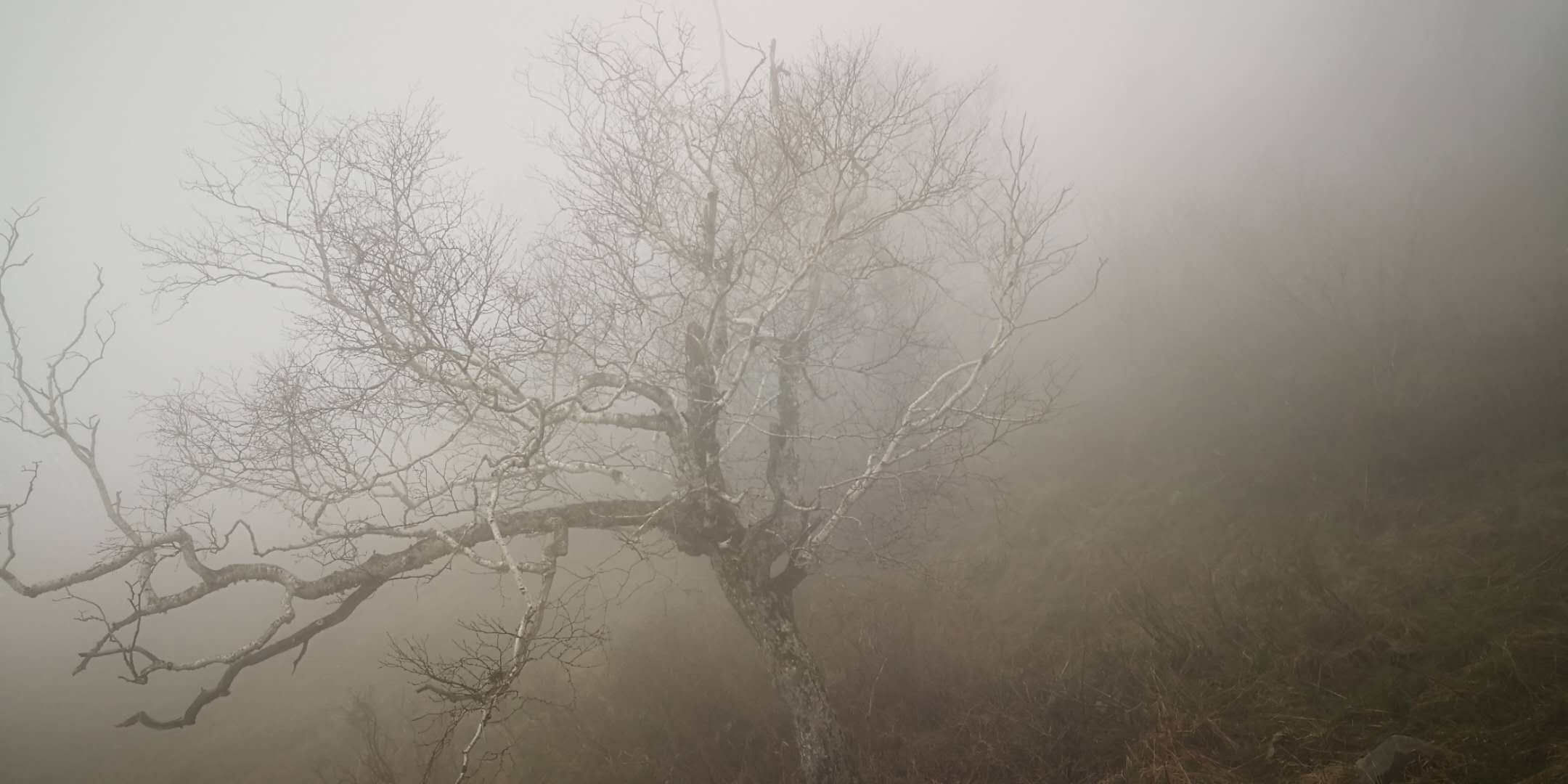 海拔两千米以上只有这种树能活，守望高山的岳桦树搜狐大视野搜狐新闻
