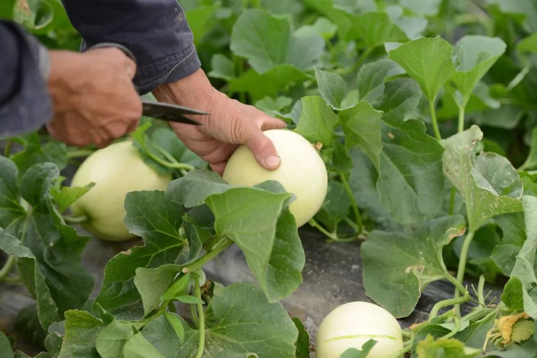 产地食材一瓜一藤蜜甜多汁绵柔爽口的阎良甜瓜