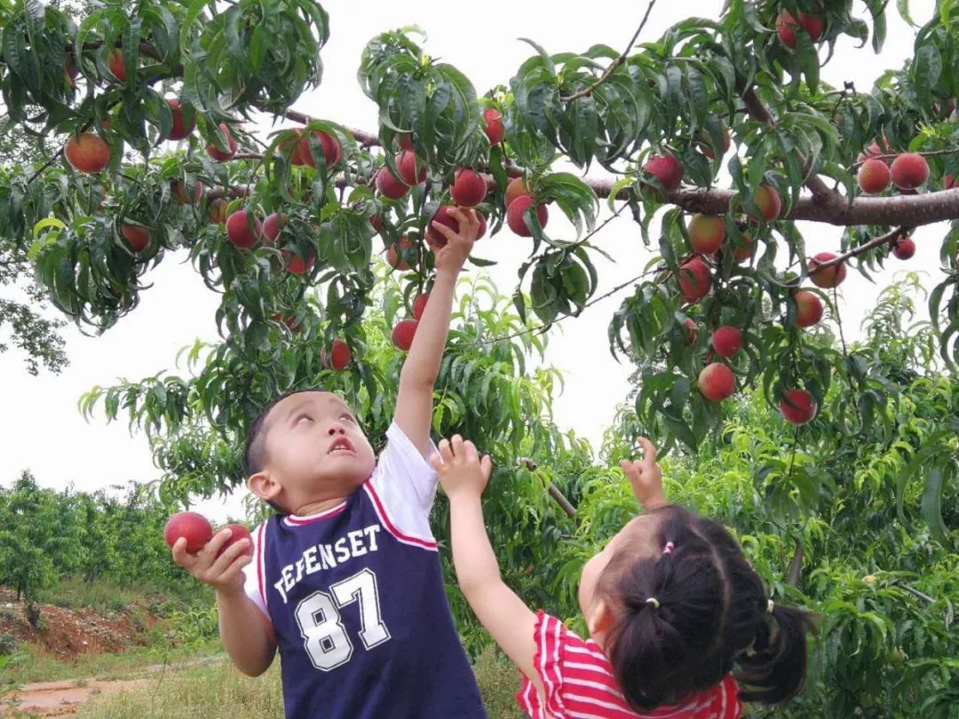 别拦我我要去这里摘桃子99元就能吃到3斤又大又甜的桃子速抢
