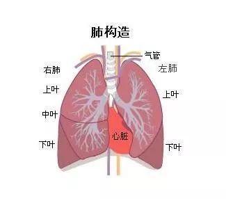 人体肺门位置图片图片