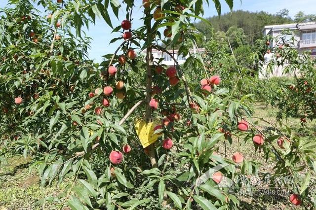 刚赏桃花又来摘桃建始罗家坝黄桃园喊你来尝鲜