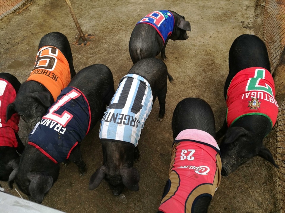 九戒壮五莲生态黑猪独创养殖模式打造优质食材