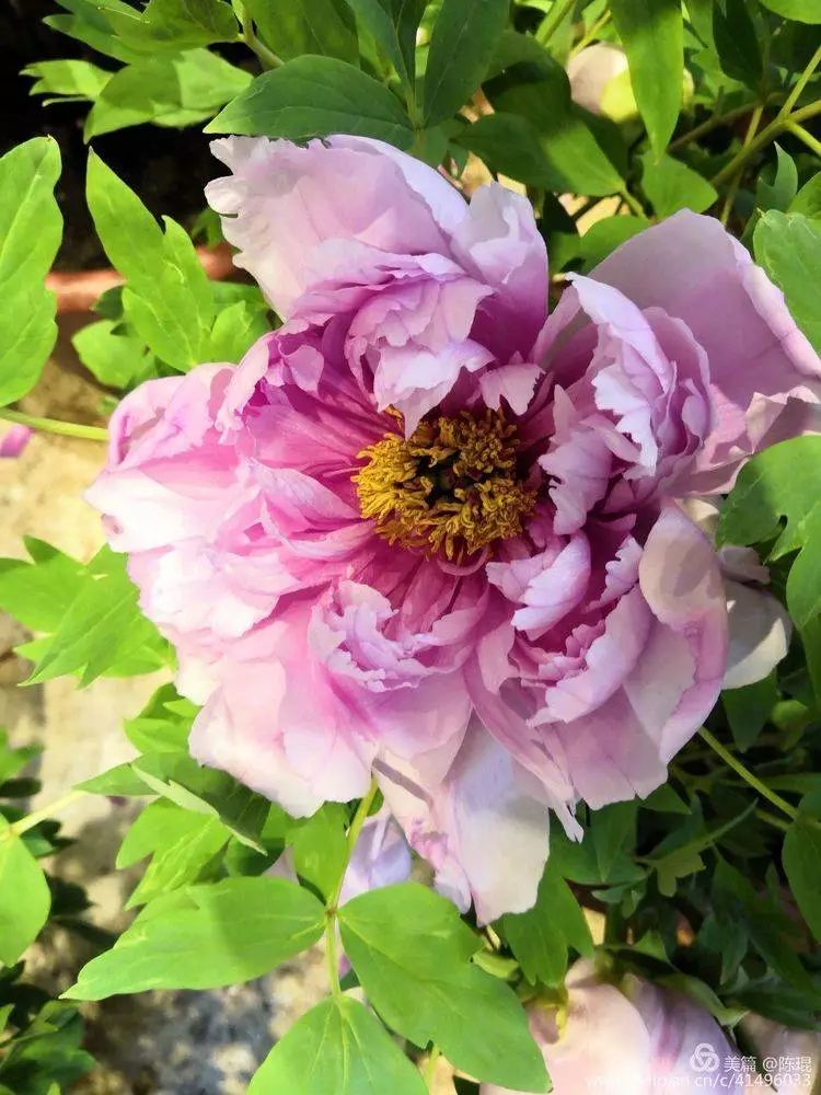 美拍欣赏唯有牡丹真国色花开时节动京城