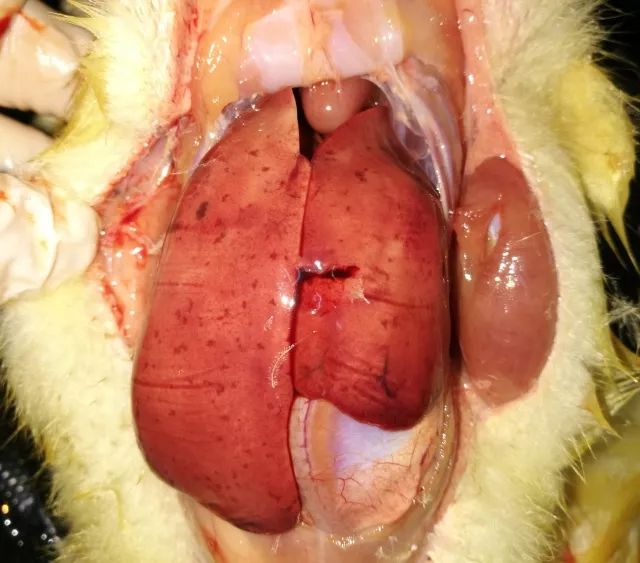 新型鸭呼肠孤病毒你知多少节选