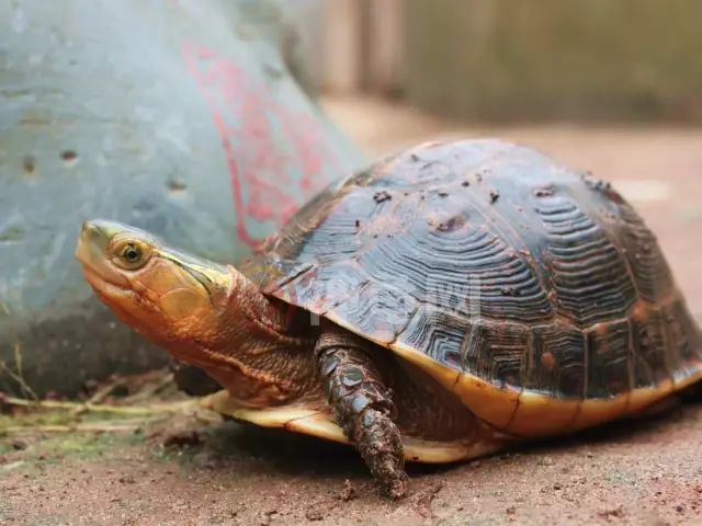 黃緣閉殼龜的高背那麼難養資深養殖戶這樣破