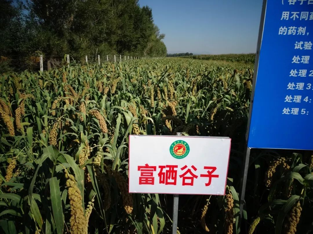 谷子富硒栽培技术!辽宁农科权威解答!