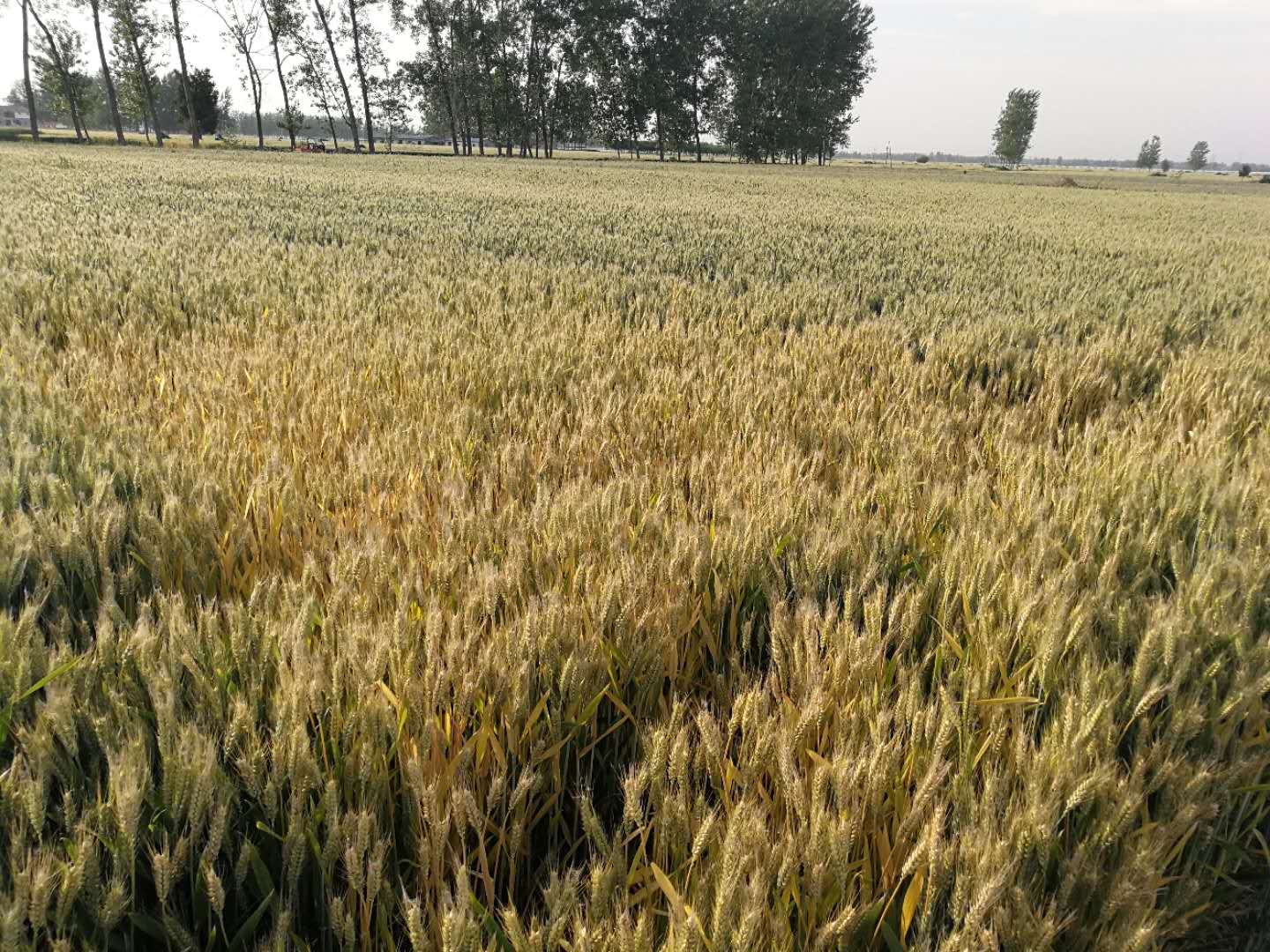 原創種植小麥6月上中旬收穫5月下旬去澆水施肥還有必要嗎