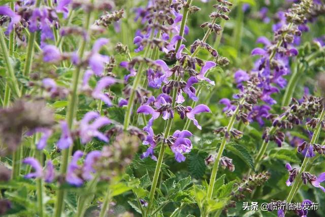 临沂临港区孙运宝念活药材经走上致富路