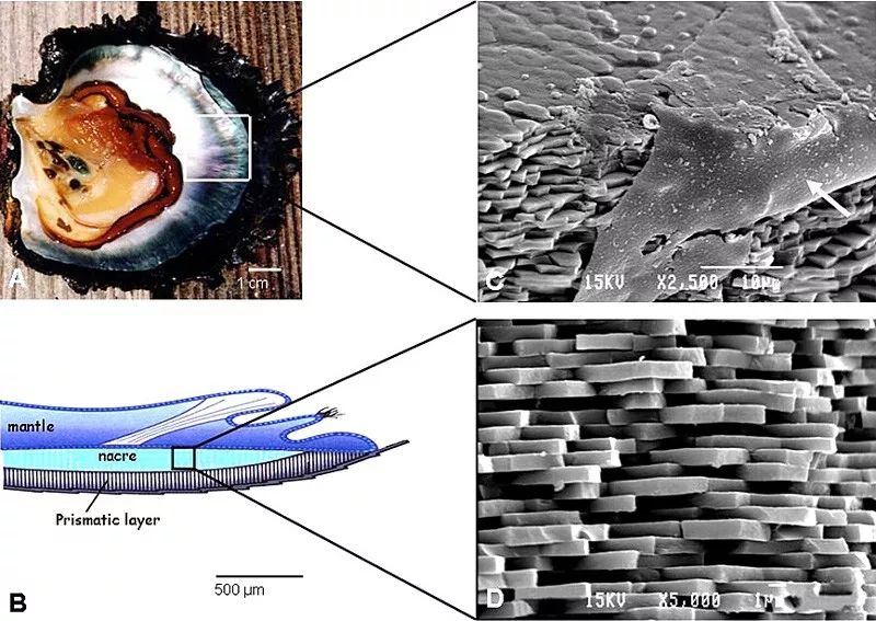 有序的层状结构是制备仿贝壳珍珠层材料时最基础的指导思想
