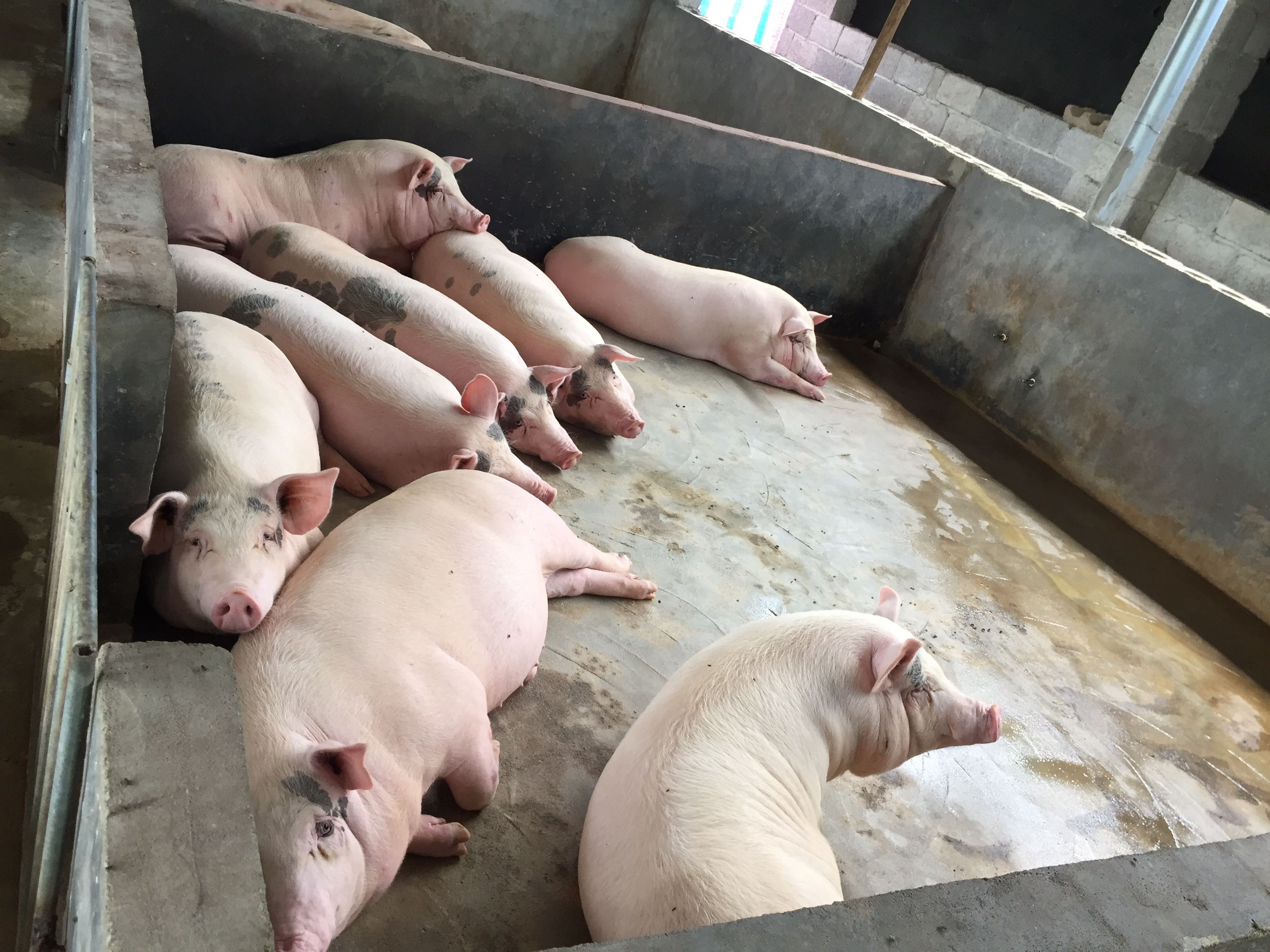 猪瘟的治疗,怎样预防猪瘟