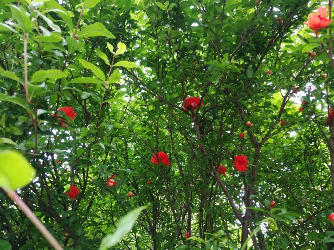 湘潭花事 | 万紫千红芳菲尽,唯独石榴花欲燃
