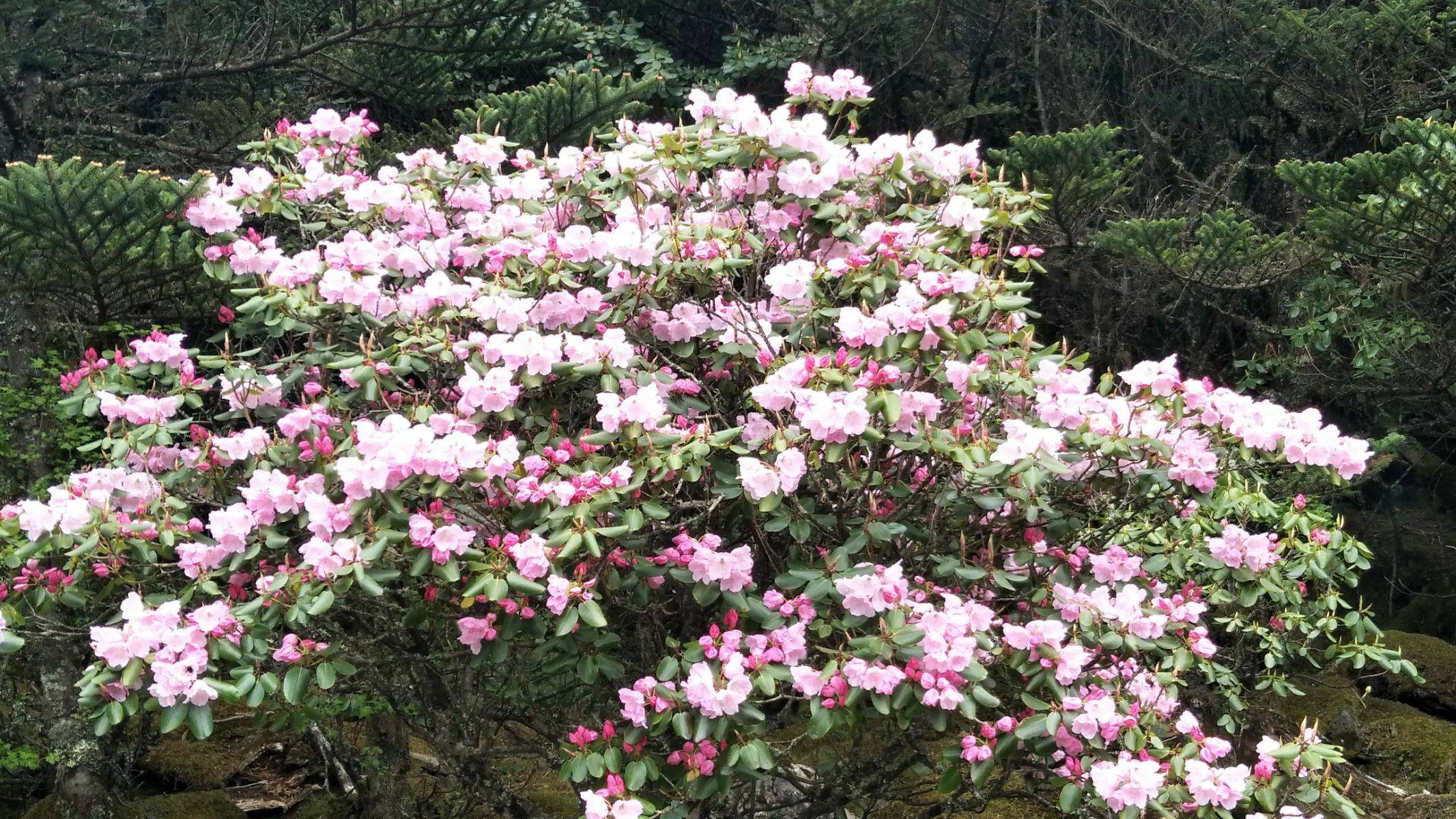 螺髻山杜鹃花海图片