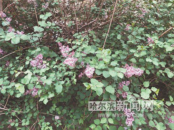 小叶丁香正怒放 蓝丁香花又开