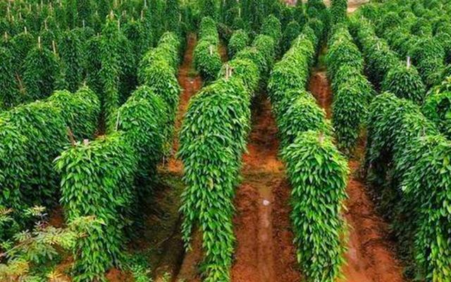 这种长在地下的蔬菜很多人都吃过但是很多人容易把它们搞混