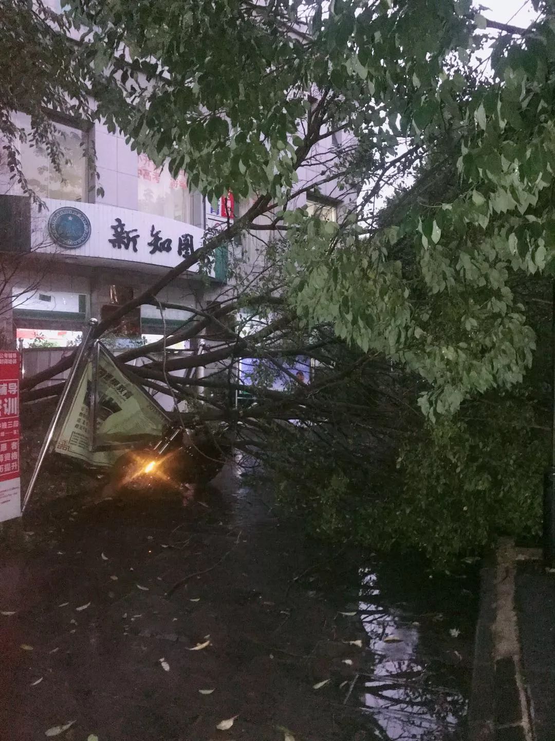 昨天临沧大风吹 城区旗山路树被吹翻
