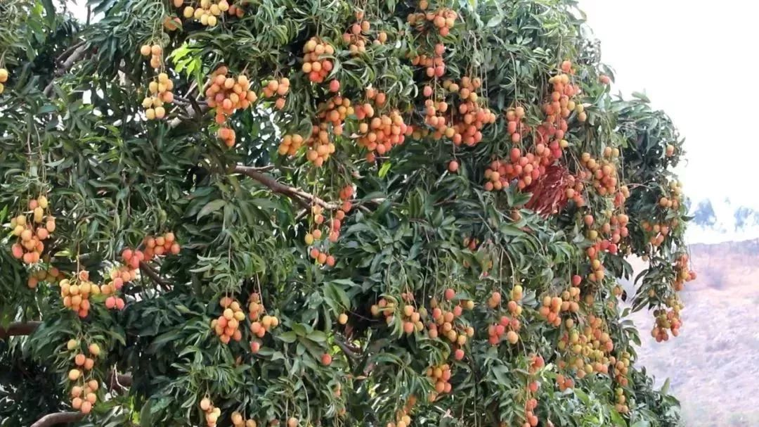 攀枝花荔枝上市你尝鲜了吗答应我别错过这颗爆浆甜