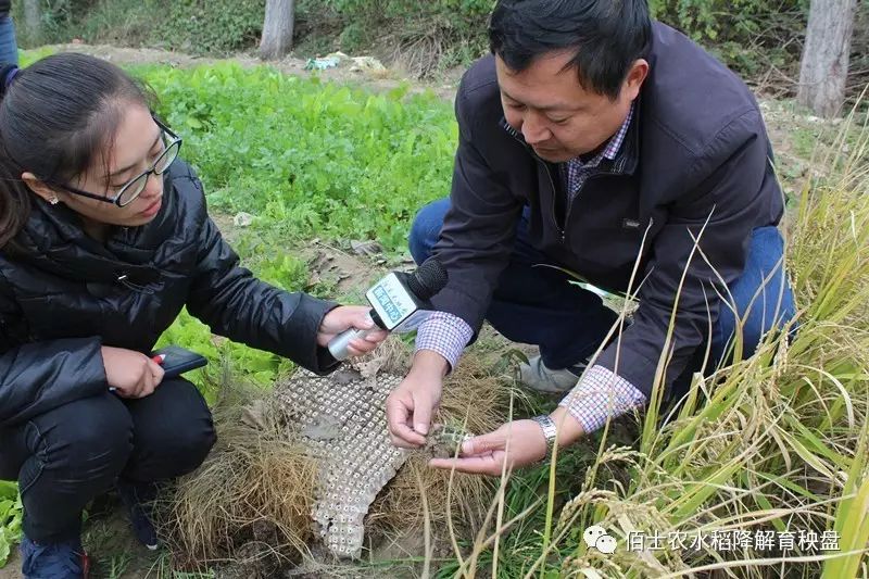 水稻生物基全降解育秧盤應用觀摩會在河南濮陽成功召開