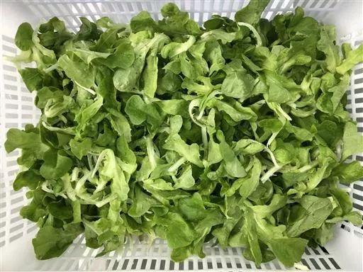 芥末能起保鲜效果芥末对即食鲜切生菜的保鲜效果正在试验中