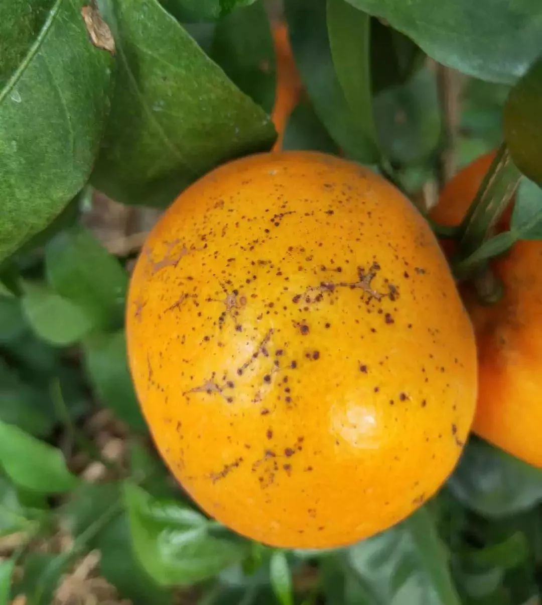 高清大图下花皮果罪魁祸首显形果农指认确定是它