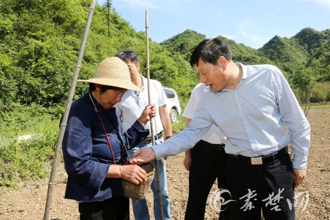 张维国在郧西县马安镇钱盘子村与田地中劳作的贫困户张慈立交谈.