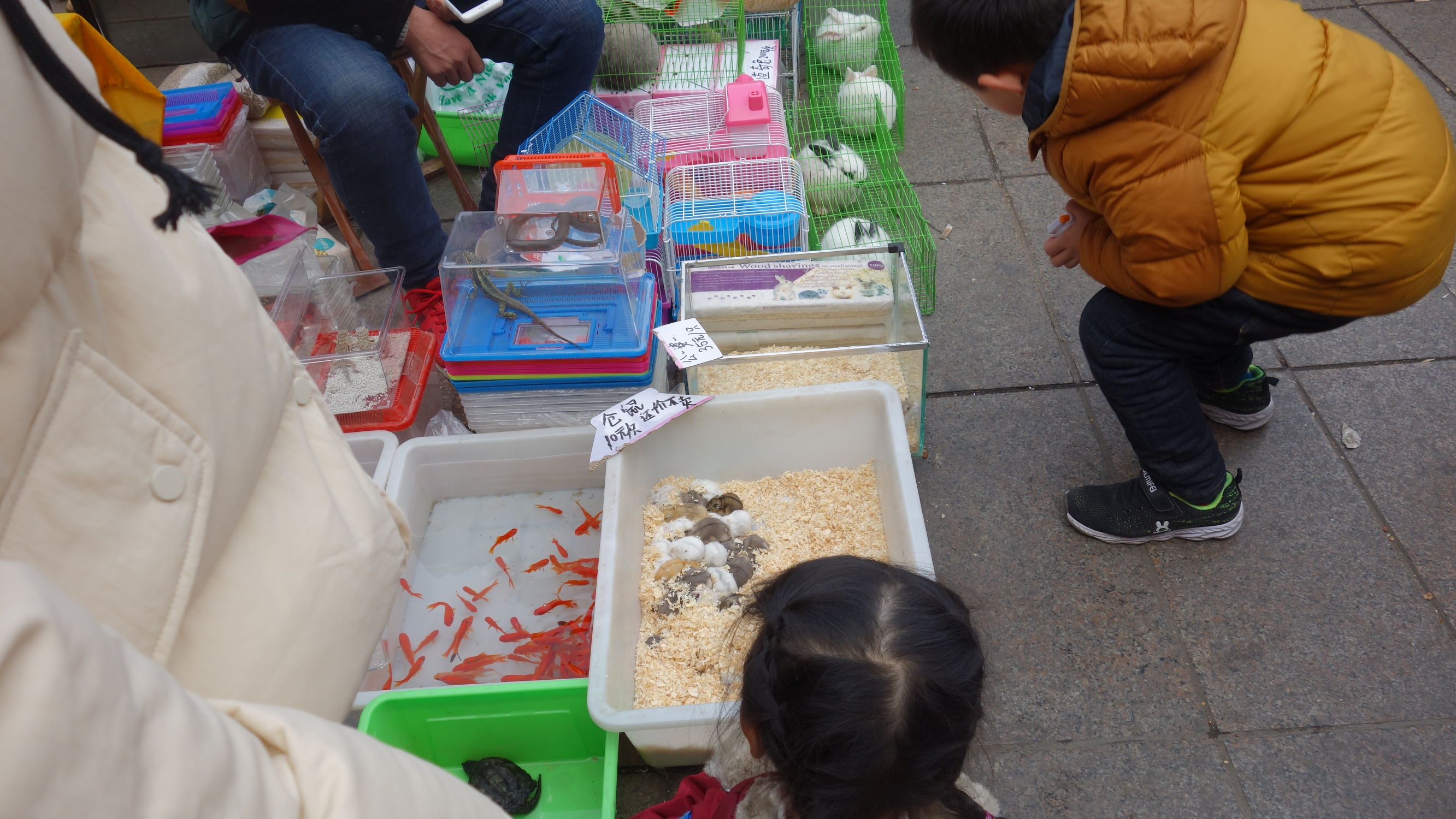 仓鼠价格拇指大小宠物仓鼠卖35元还不讲价