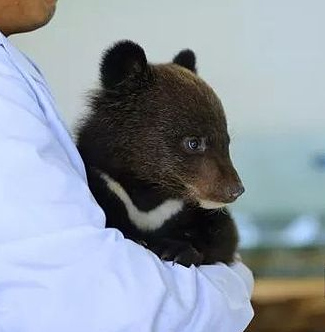 长白山救助一只野生黑熊宝宝,好萌!