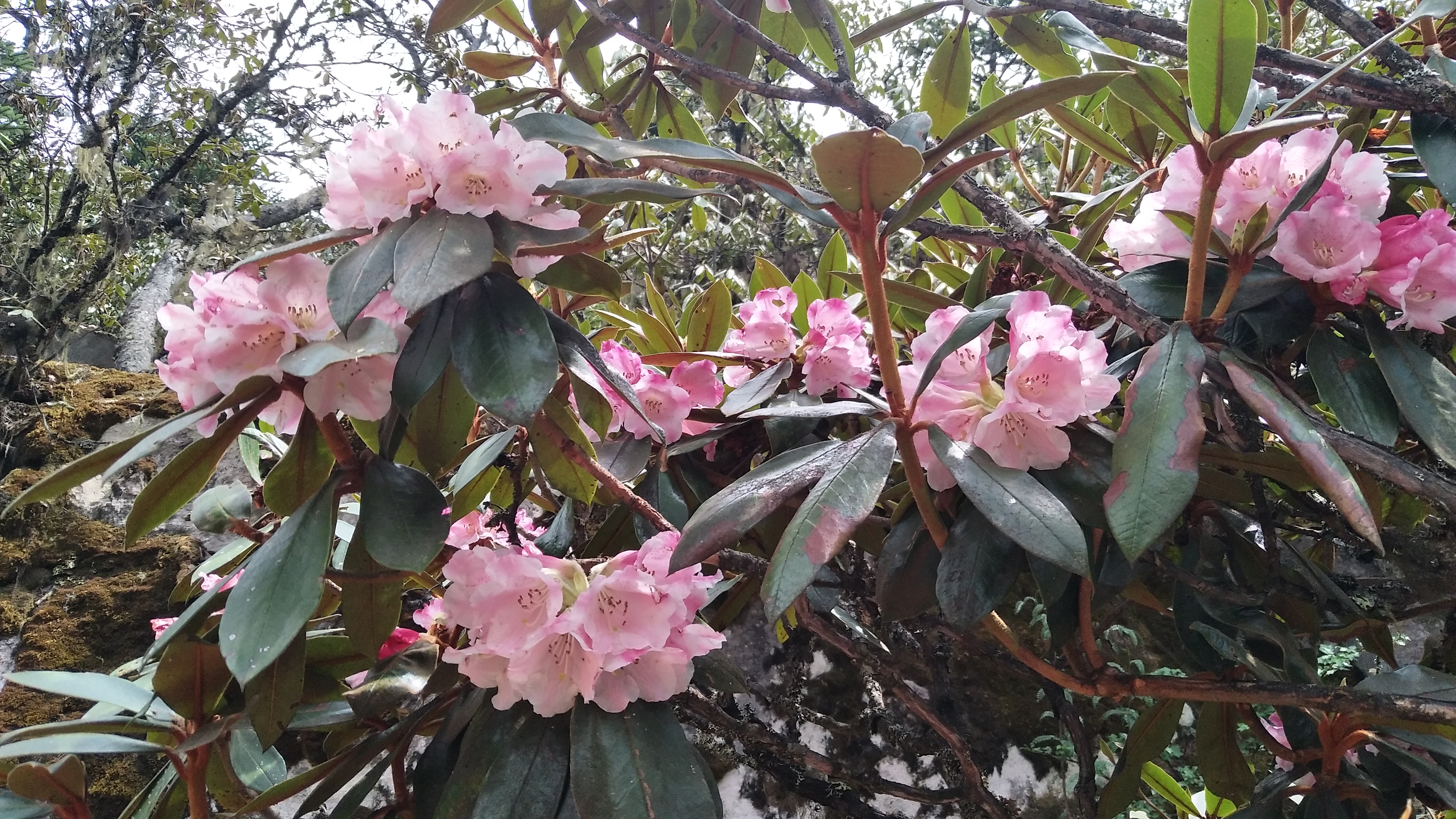 螺髻山杜鹃花海图片